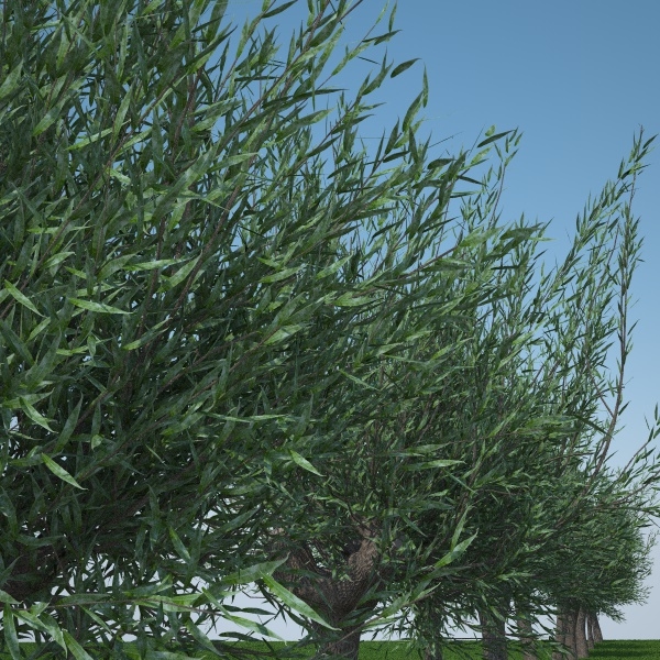 images/goods_img/2021040161/salix pollard pack/2.jpg